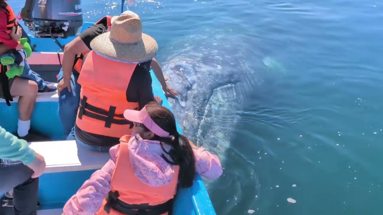 Friendly Grey Whales