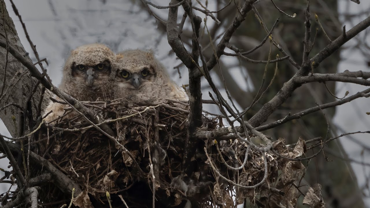 Grand-duc famille / Babies Great Horned Owl