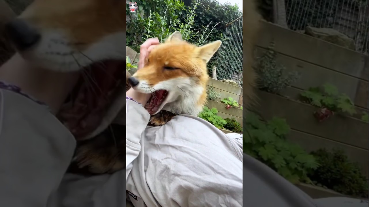Helping a Poor Injured Fox.#rescue #animals #animalrescue #rescueanimals #fox #foxcub #foxrescue