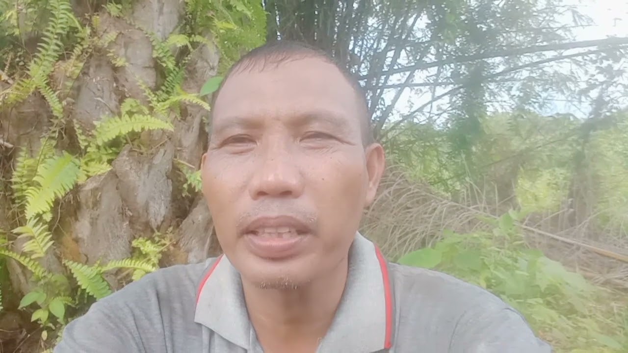 Ternak sapi di lahan sawit dan jalan -jalan di pohon pisang bang Agam