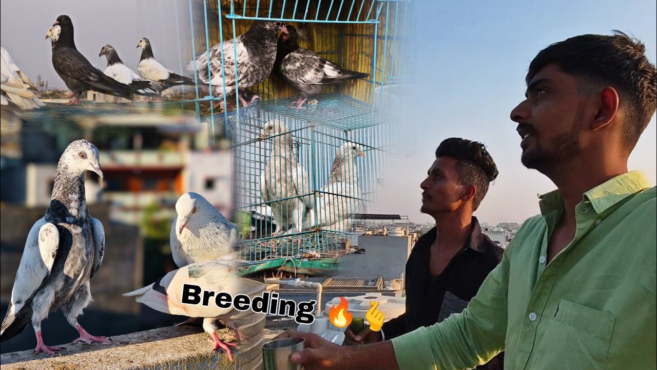 Breeding 🔥 Tgda ChLL Raha He 🕊️