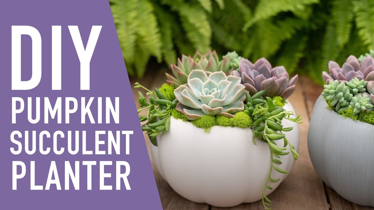 DIY Succulent Pumpkin Planter || West Coast Gardens