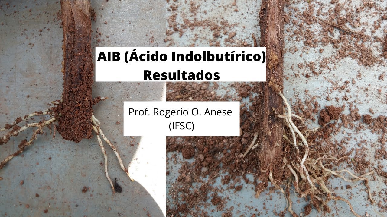 AIB - Resultados com &Aacute;cido Indolbut&iacute;rico no enraizamento de plantas