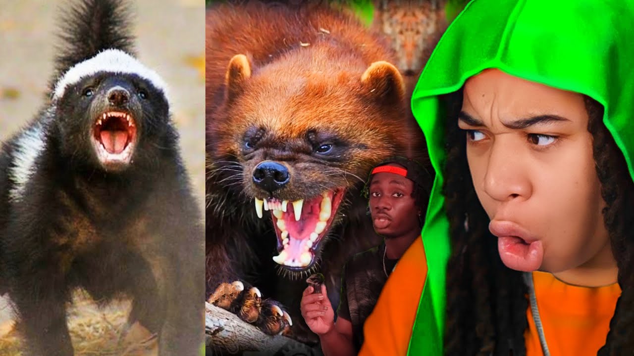 The Impossible Fight Between A Honey Badger & Wolverine