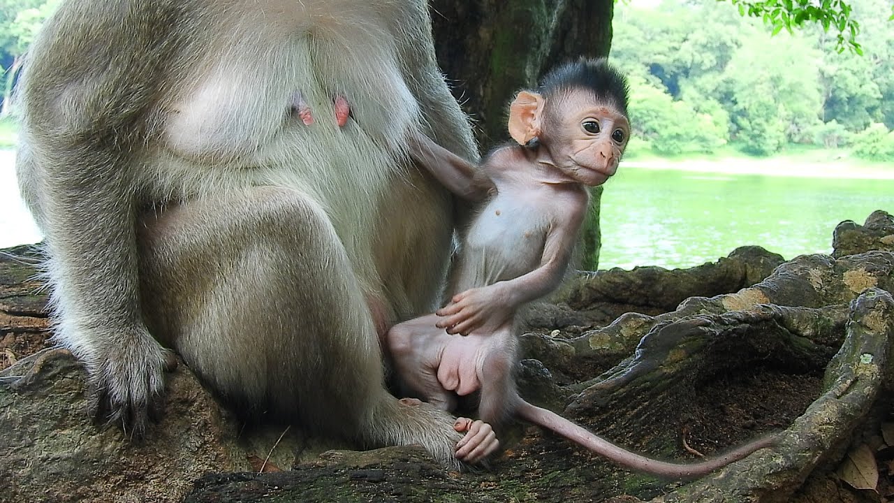 The baby monkey Cinn look the dog walking close to she was tied up and bitten by her mother.