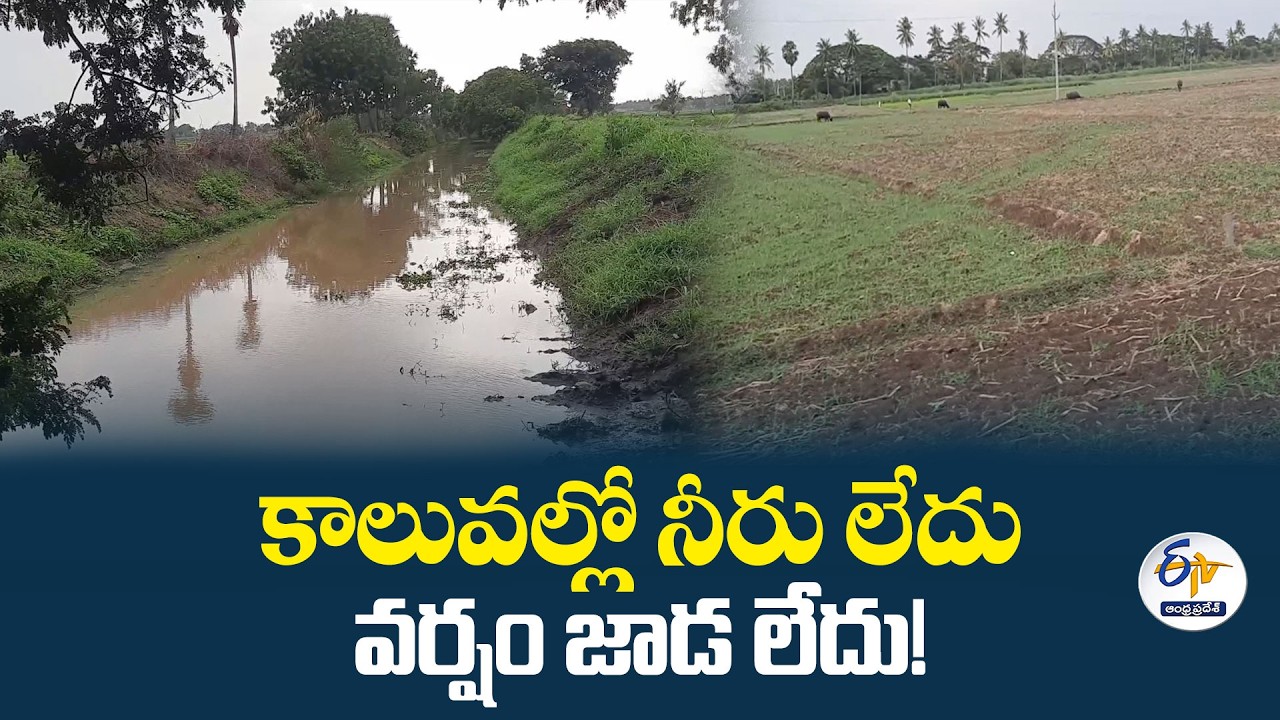 ఎల్&zwnj;నినో ఎఫెక్ట్&zwnj; | దివిసీమలో వరి సాగుకు నీటి కష్టాలు