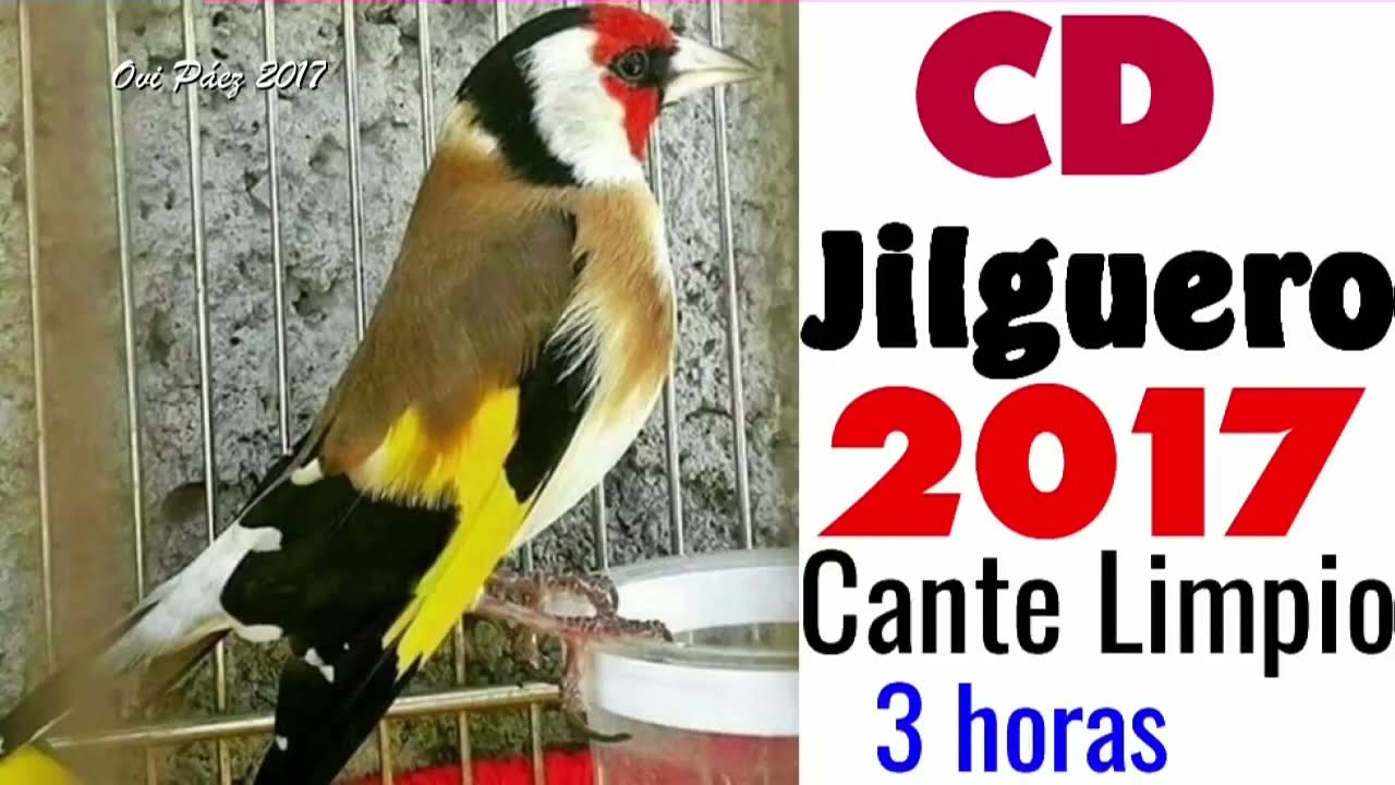 Goldfinch Singing | Full CD CLEAN GOLDFINCH SWITTY (3H)