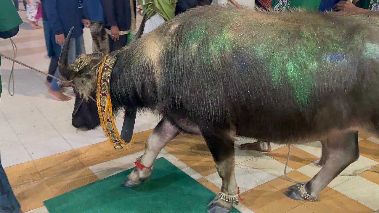 2025🛑LIVE- মাইজভান্ডার দরবার শরীফ ওরশ হাদিয়া ২০২৫ |  ১০শে মাঘ হাদিয়া মাইজভান্ডার ২০২৫