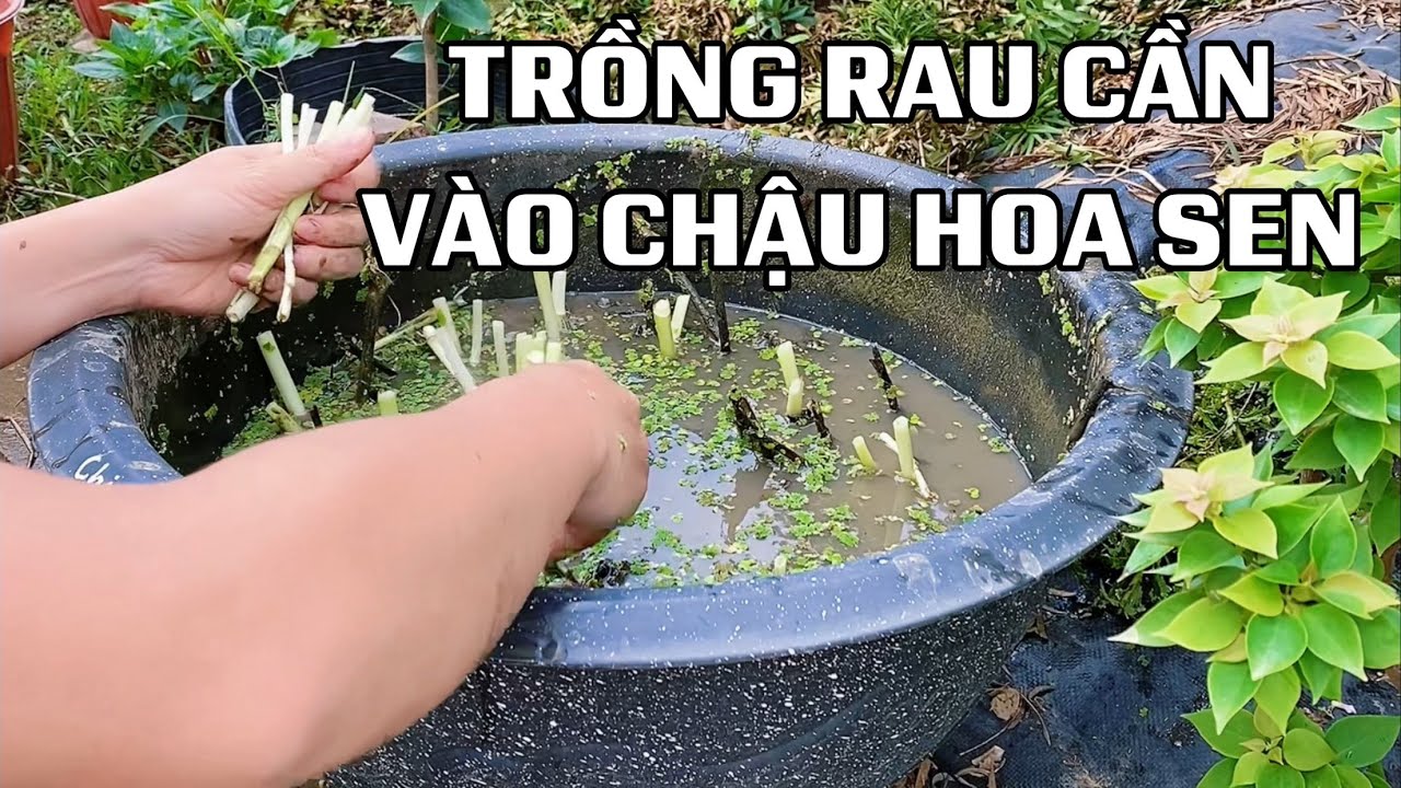 Trồng rau cần vào chậu hoa Sen khi hết mùa