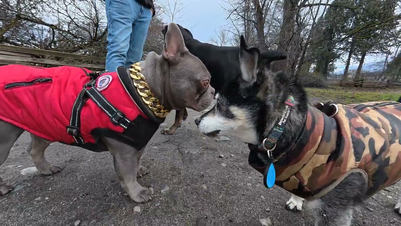 Gooch meets Magoo