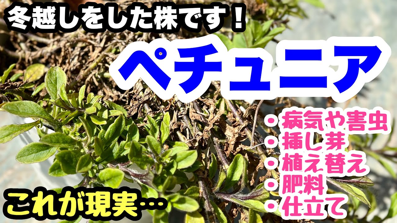 ◆『冬越し失敗！？』ペチュニアこんもり丸く【仕立て直し】【挿し芽】【病害虫】🐌🐌🐌