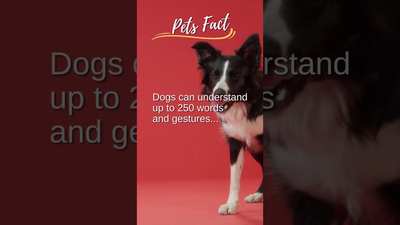 The Intelligence of Dogs: Understanding Their Impressive Cognitive Abilities 🐶🐕🦮#shorts