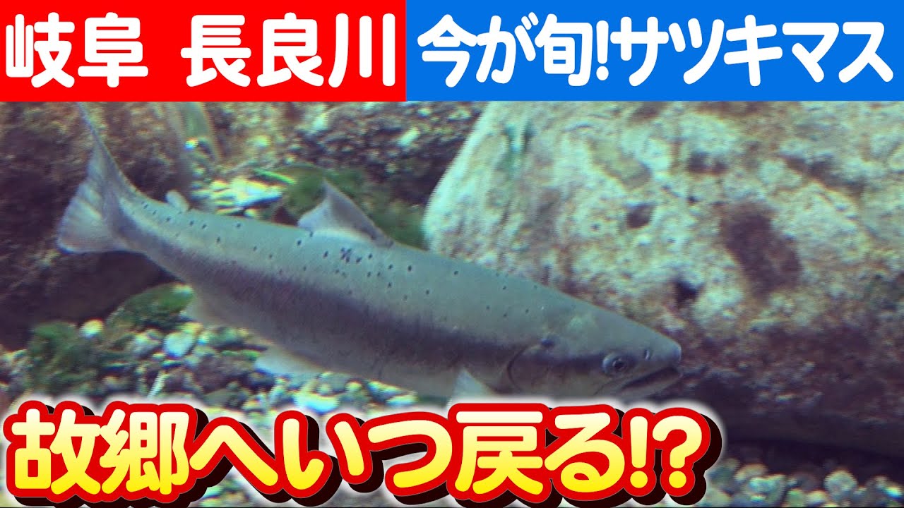 河川から海への旅人・サツキマスの生態とは？伊勢湾の秘密を探る 日本財団 海と日本PROJECT in 岐阜県 2023 #003