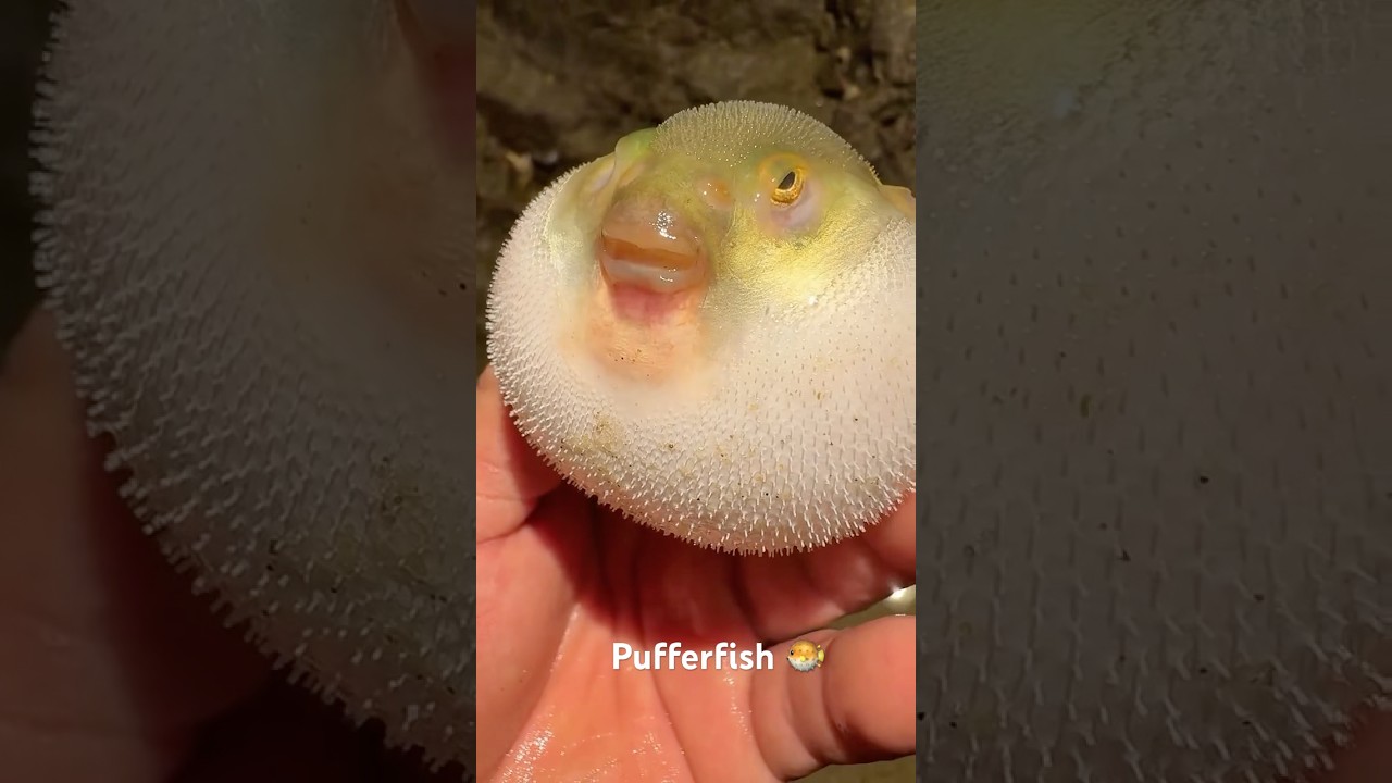 Smallest to the largest pufferfish 🐡 #caribbean #fish