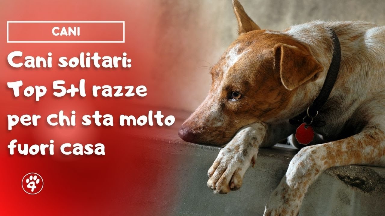 Cani solitari: Top 5+1 razze per chi sta molto fuori casa | Amoreaquattrozampe.it