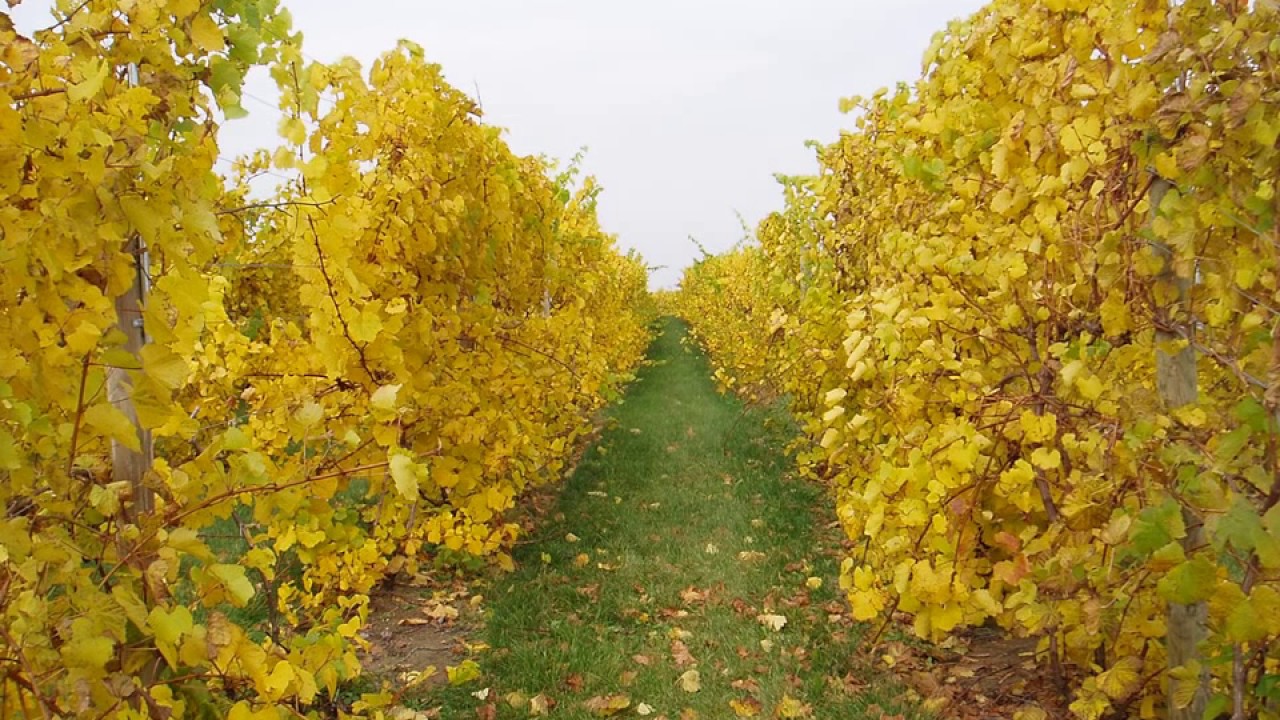 Summer Pruning of Grapevines - Grape Video #34