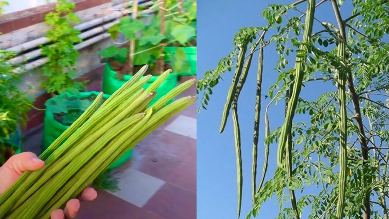 How To Grow Drumstick Plant (Sahjan/Moringa) At Terrace Garden