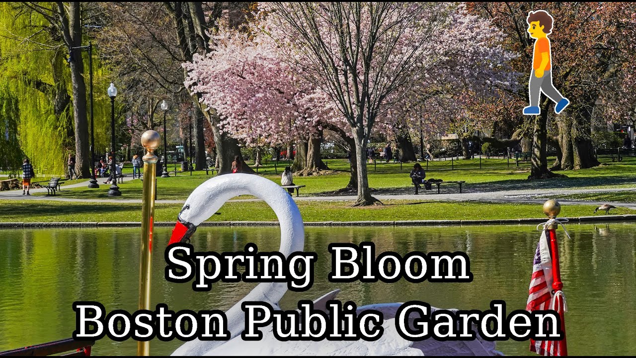 🌸🌷🌼 Boston MA Spring Bloom Walk in the Boston Public Garden