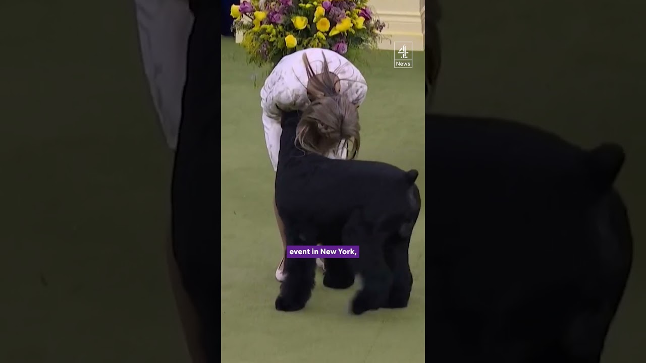 Giant schnauzer wins America's top dog show