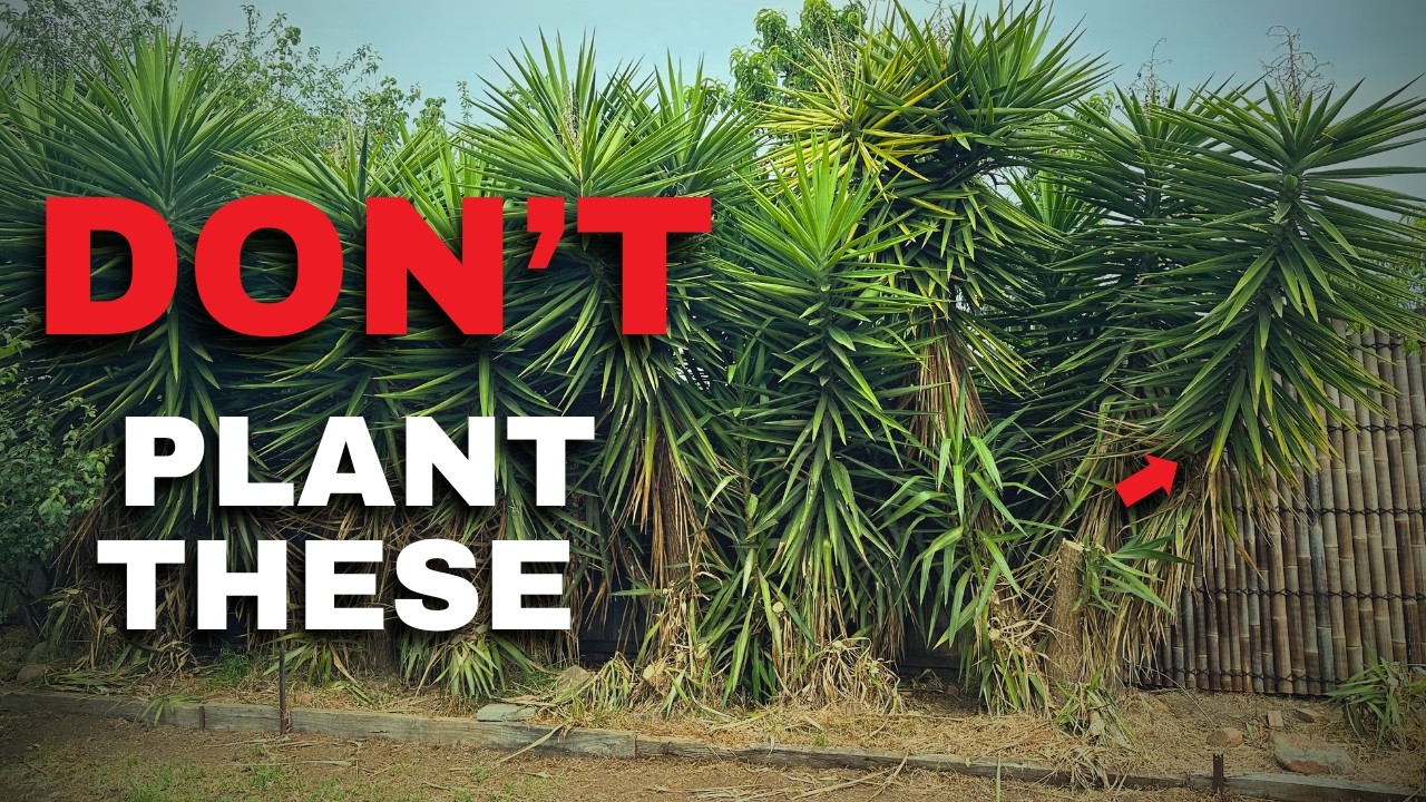 How to Remove Yuccas (DIY Step-by-Step)