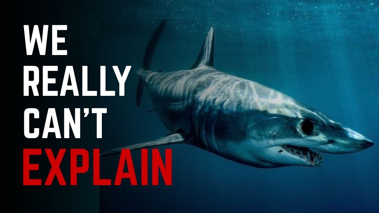 Nothing About Shortfin Mako Is Normal... Here's Why