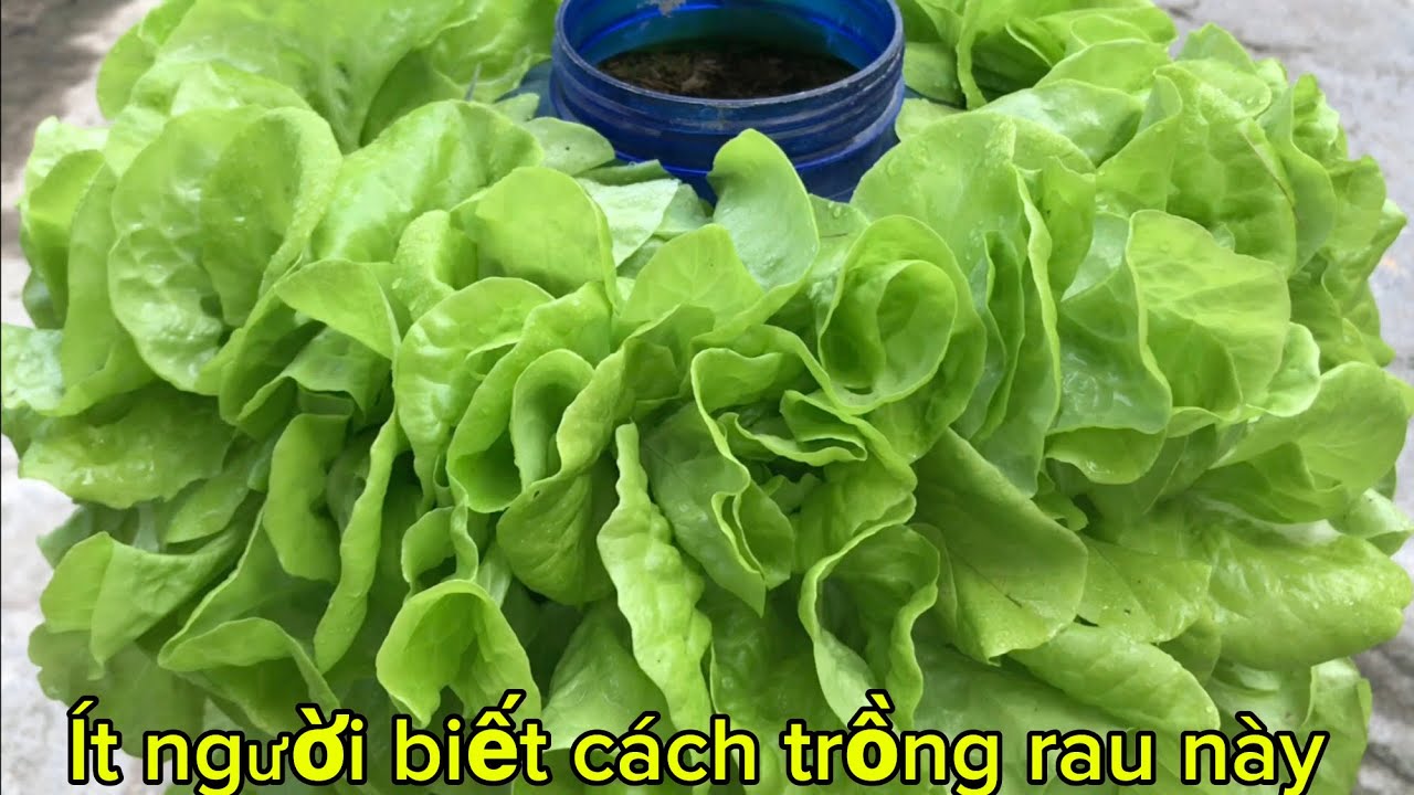 Trồng rau xà lách kiểu này ai cũng trồng được rất đơn giản