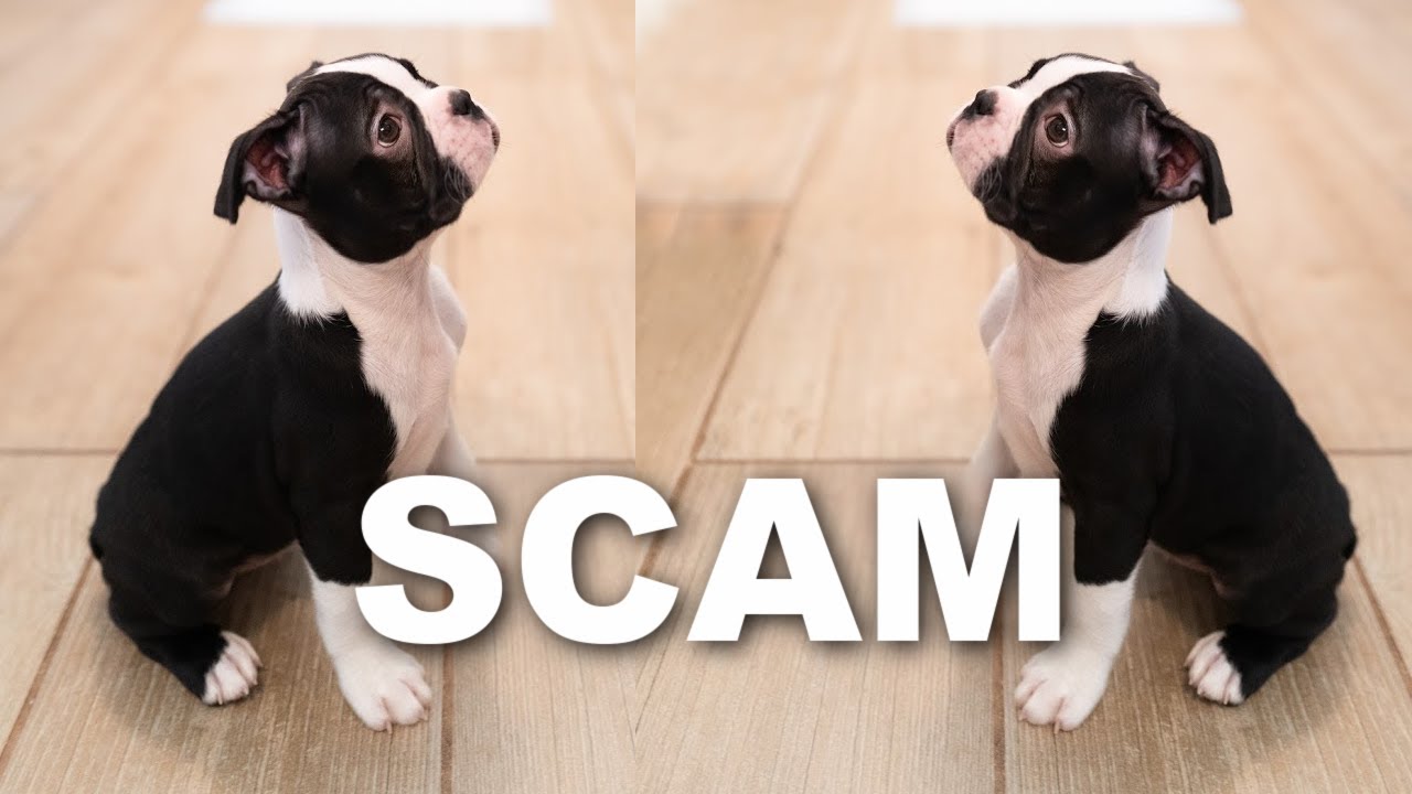 How To Avoid Boston Terrier Puppy Scams! Real Story + Tips!