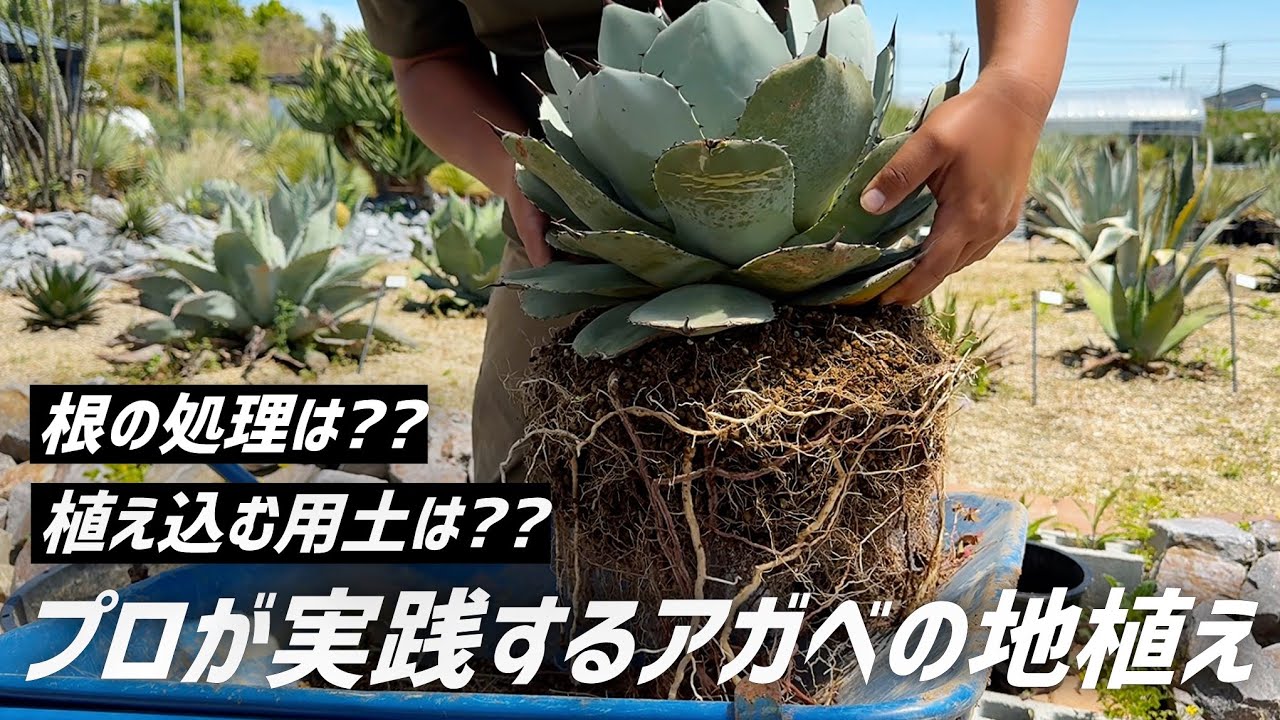 【アガベ】地植えが上手くいく方法を実践しながら解説します!!