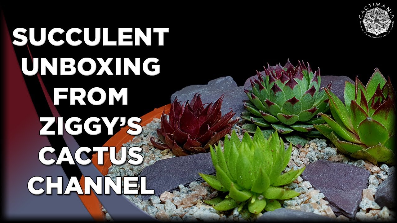 Succulent Unboxing from @ZiggySearchfieldCactus | #Cactus & #Succulent Collection