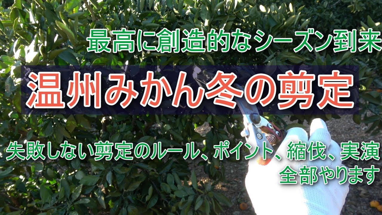 【温州みかん】みかんの冬剪定&実践と縮伐【冬の剪定】