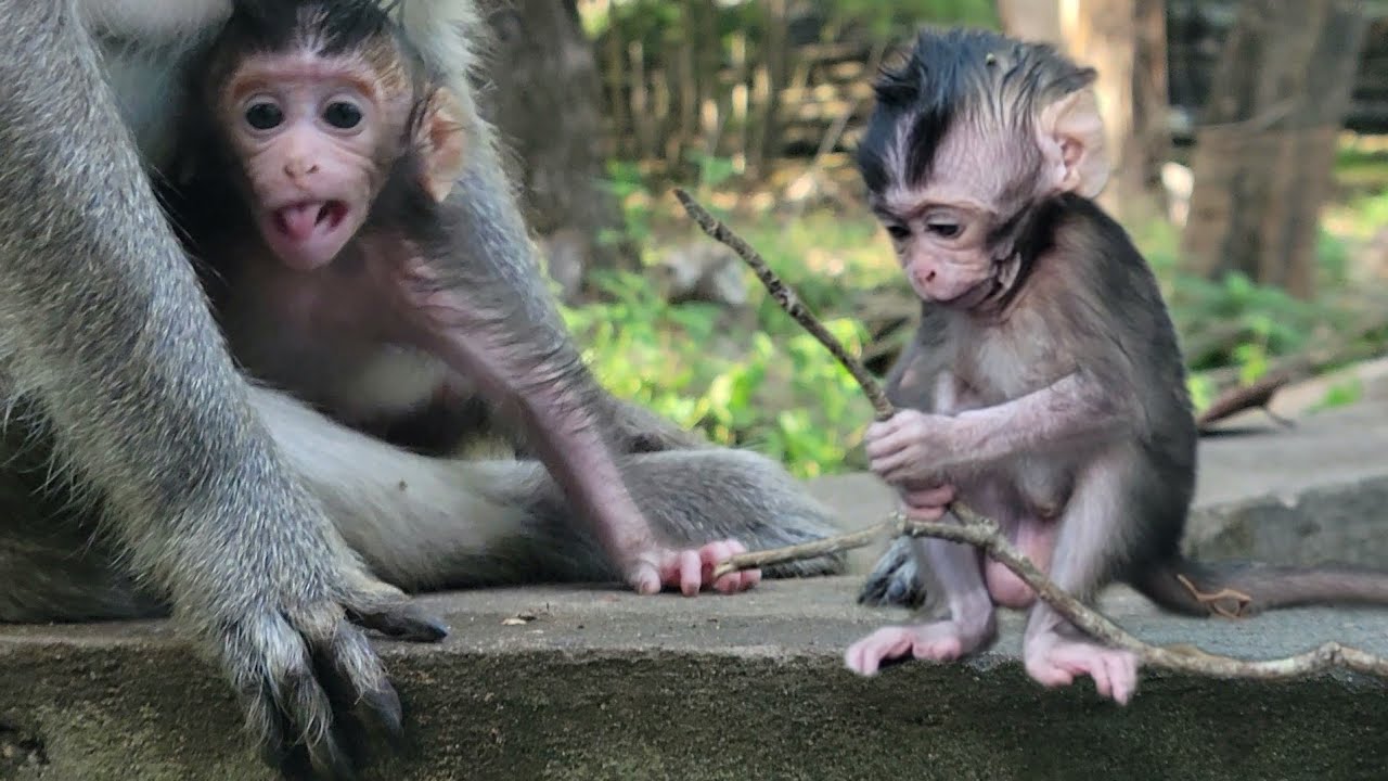 Really tiny cute babies monkey life with great mom care well🐵