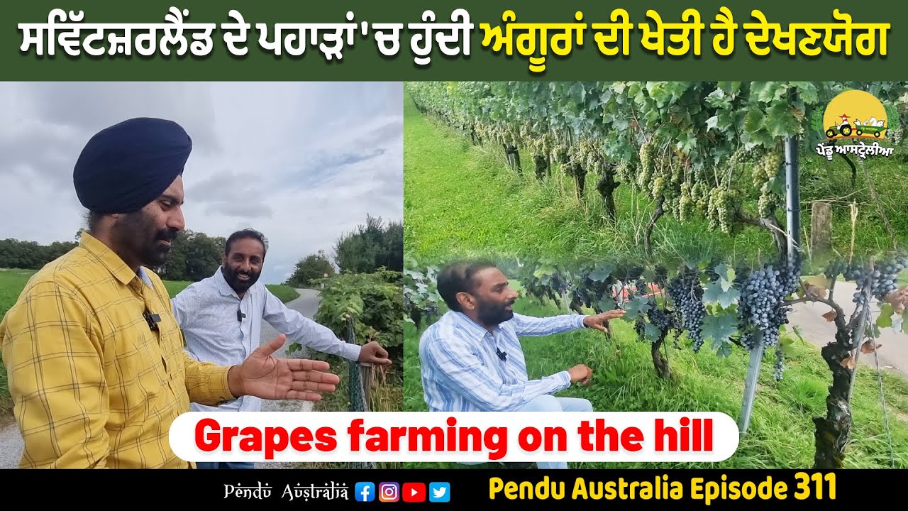 Switzerland Farming Vlog ~ Grapes farming on the hill ~ Pendu Australia Episode 311 ~ Mintu Brar