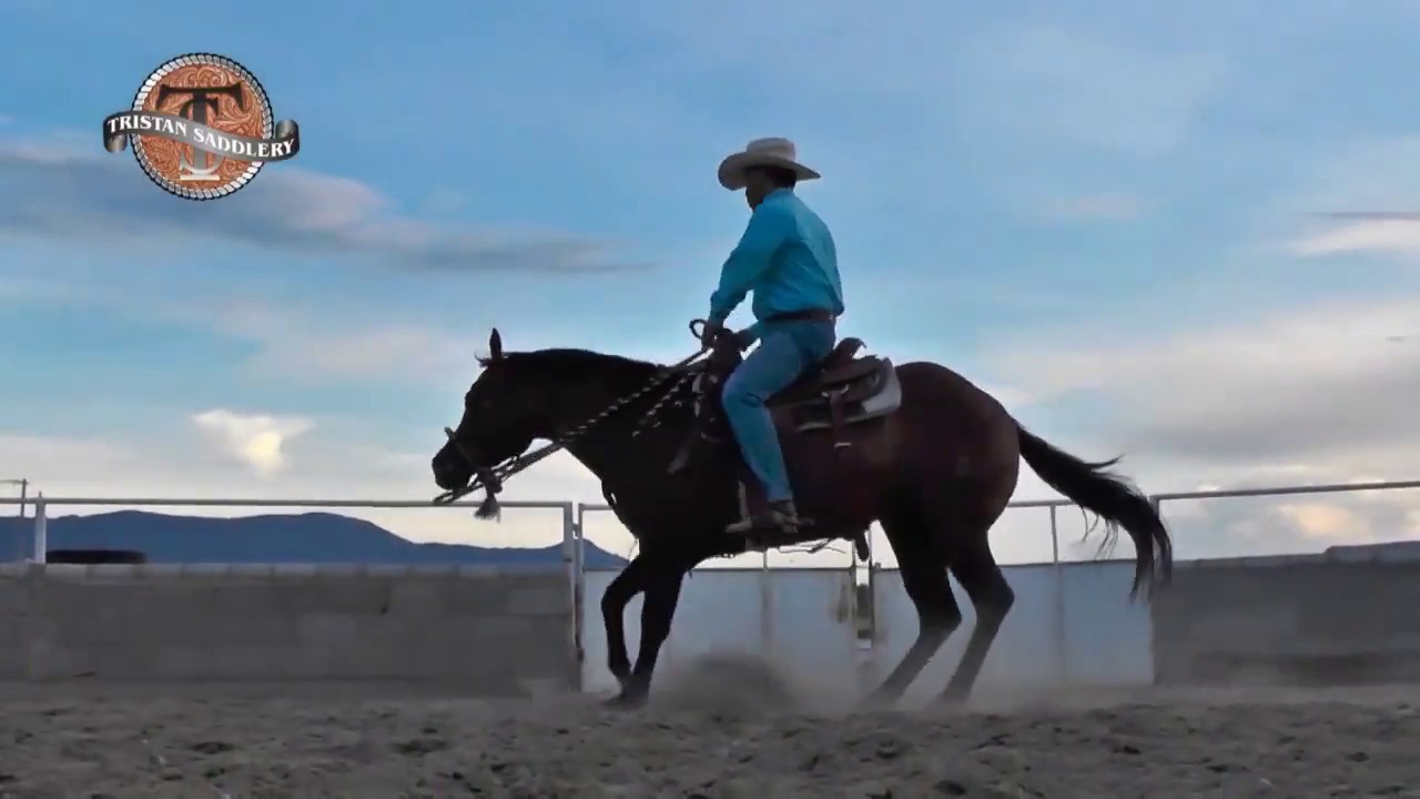 David Alonso - Tristan Saddlery