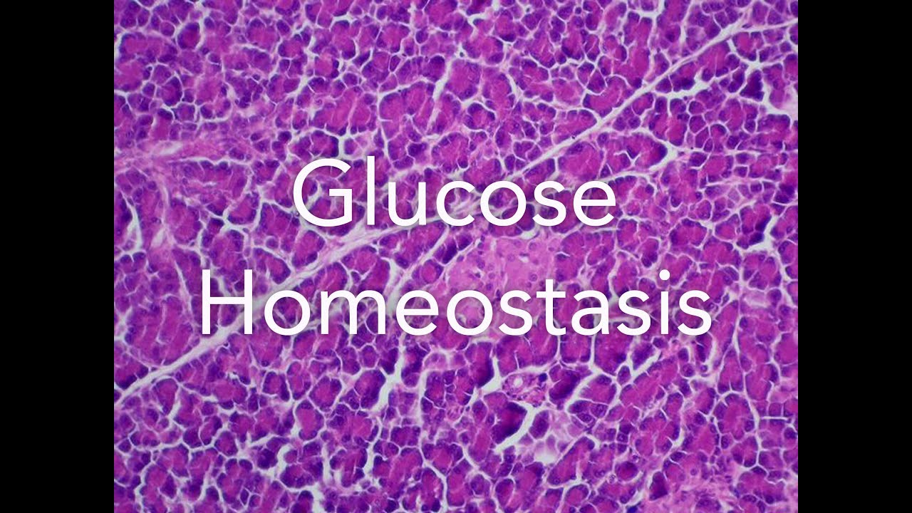 A2 Biology: Glucose homeostasis (Pancreas and Liver)