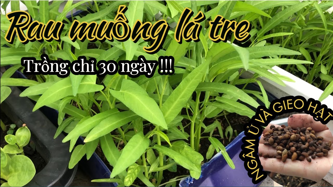 Chia Sẻ Kinh Nghiệm Lần Đầu Trồng Rau Muống Lá Tre | Gieo hạt 1 lần ăn 5 lần