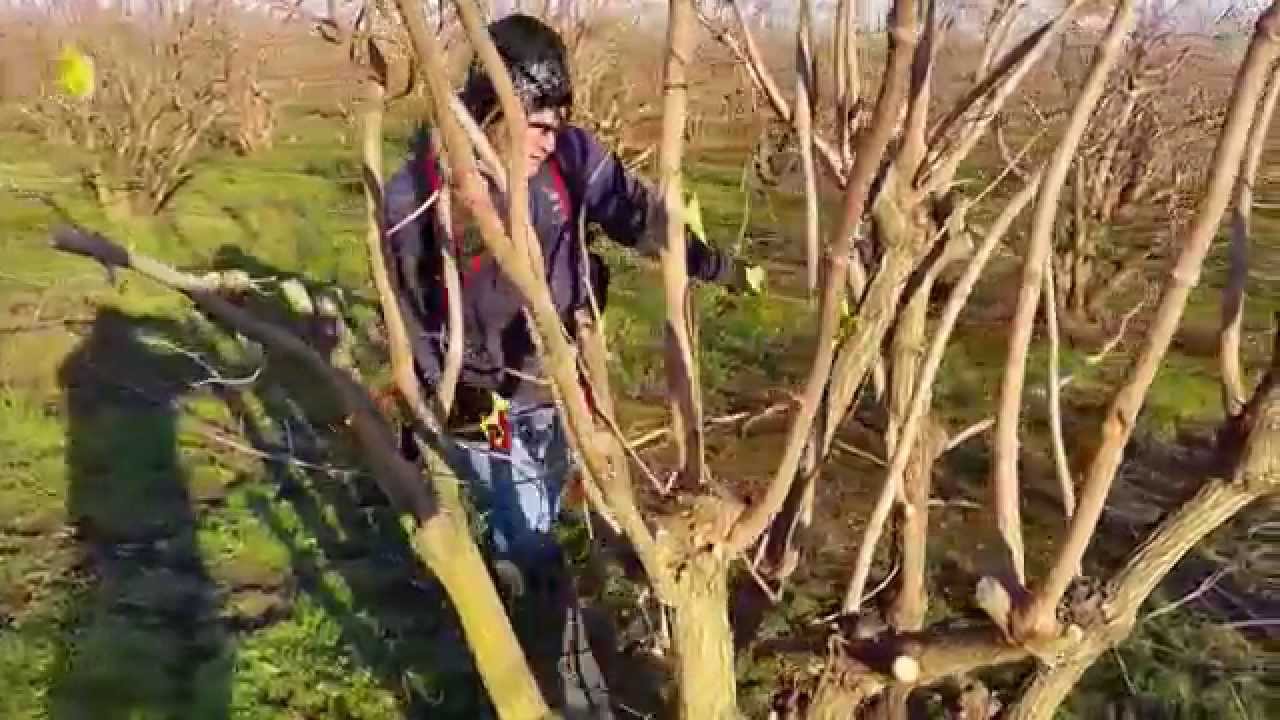 FELCO 820 elektromos metszőolló bodzásban