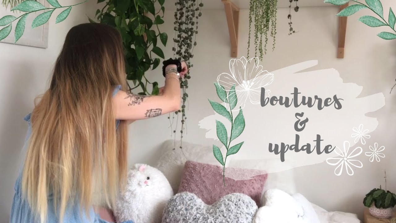 Boutures de chaîne de cœurs et philodendrons, update calatheas et monstera