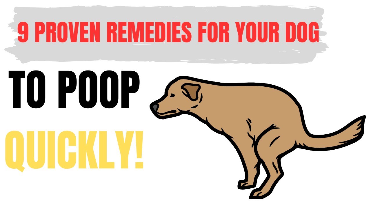 9 Home Remedies to Make a Constipated Dog Poop Quickly | Pet Care Tips