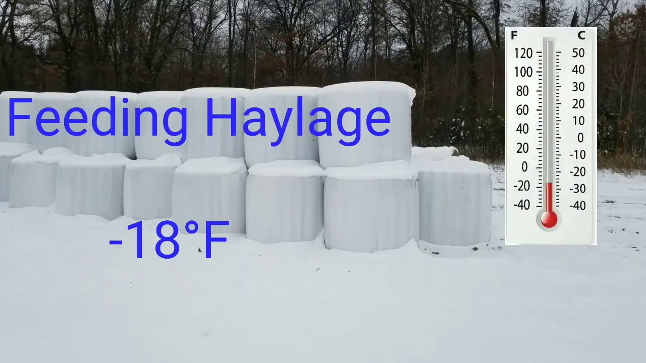 Feeding Haylage at -18°F