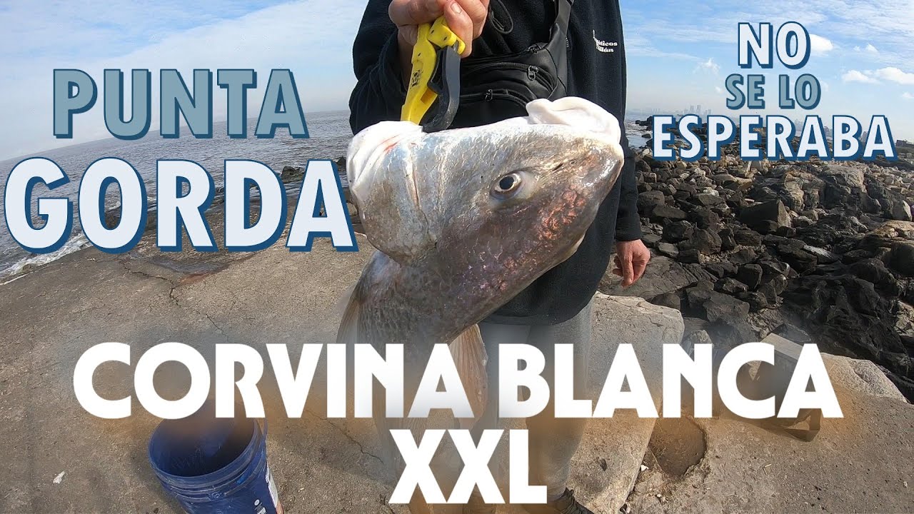 CORVINA BLANCA XXL