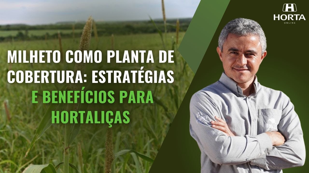 MILHETO COMO PLANTA DE COBERTURA: ESTRATÉGIAS E BENEFÍCIOS PARA HORTALIÇAS