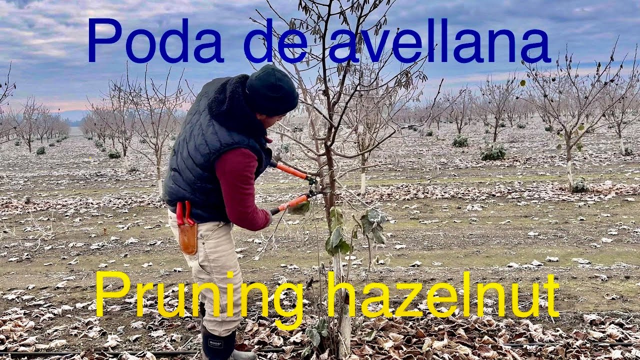 Poda de avellana pruning Hazelnut