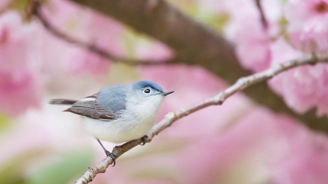 Peaceful Relaxing Instrumental Music, Meditation Nature Music 