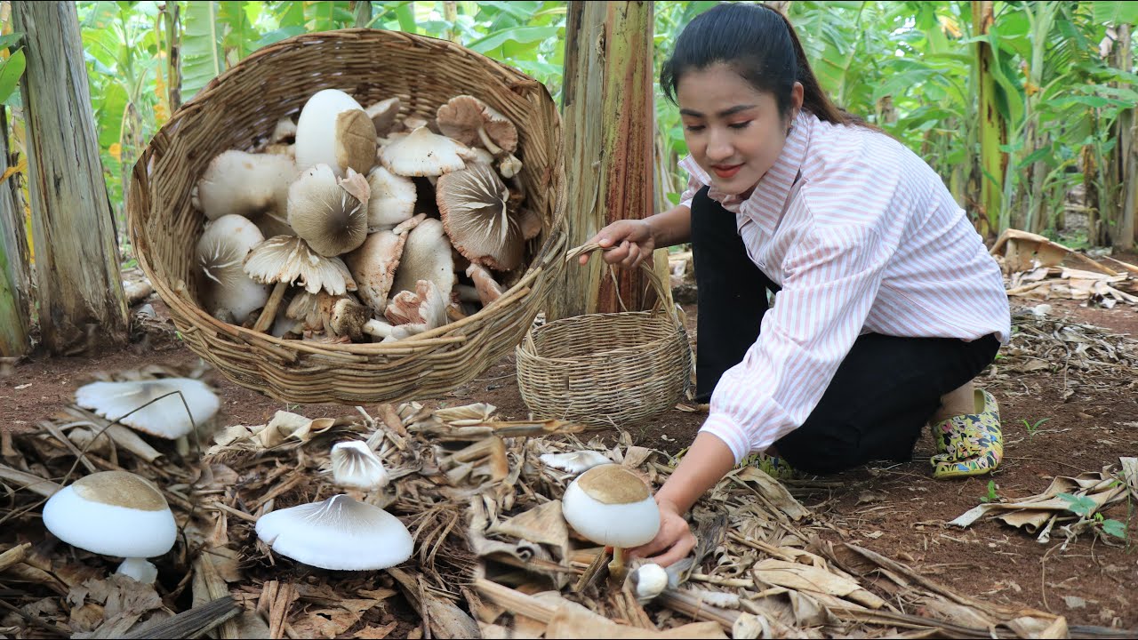 Collect banana mushroom for cooking / Have you ever cooked banana mushroom? / Cooking with Sreypov