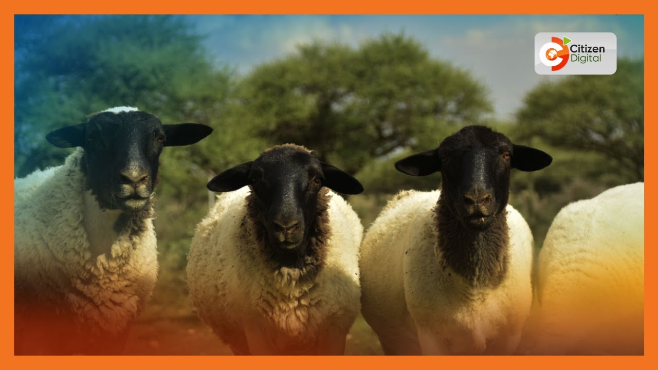 | KENYA'S GOLD | Dorper Sheep [Part 1]