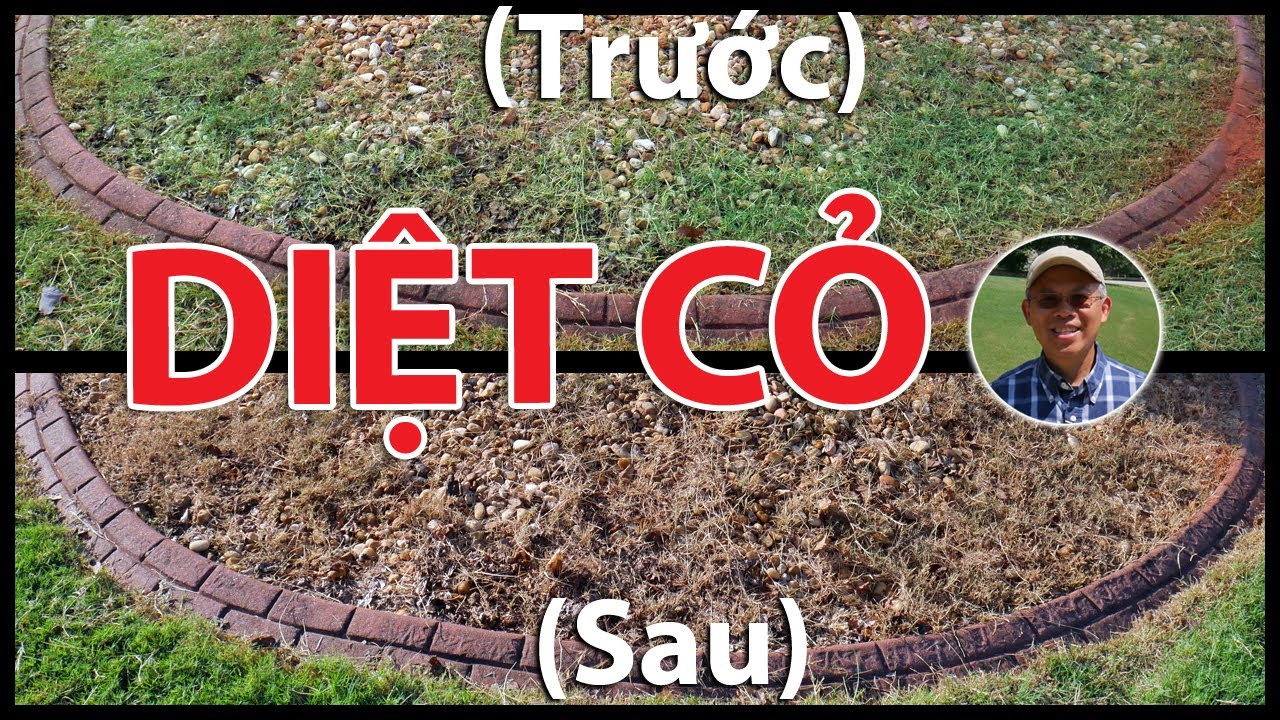Cách DIỆT CỎ tận rễ dùng Giấm công nghiệp + Muối + Xà Bông