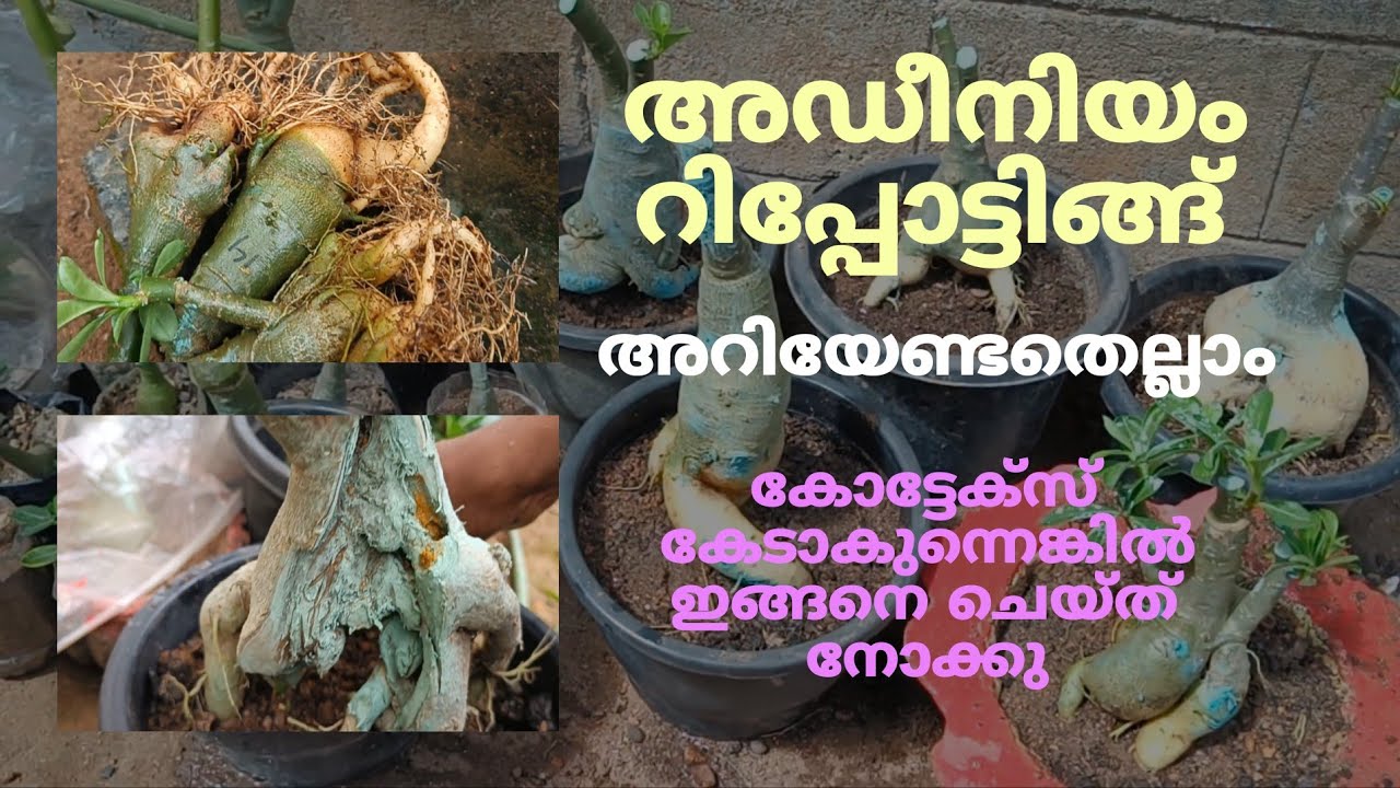 Adenium Repotting | അഡീനിയം റീപ്പോട്ടിങ്ങ് | malayalam #Adeniumrepotting#gardening #adeniumplants