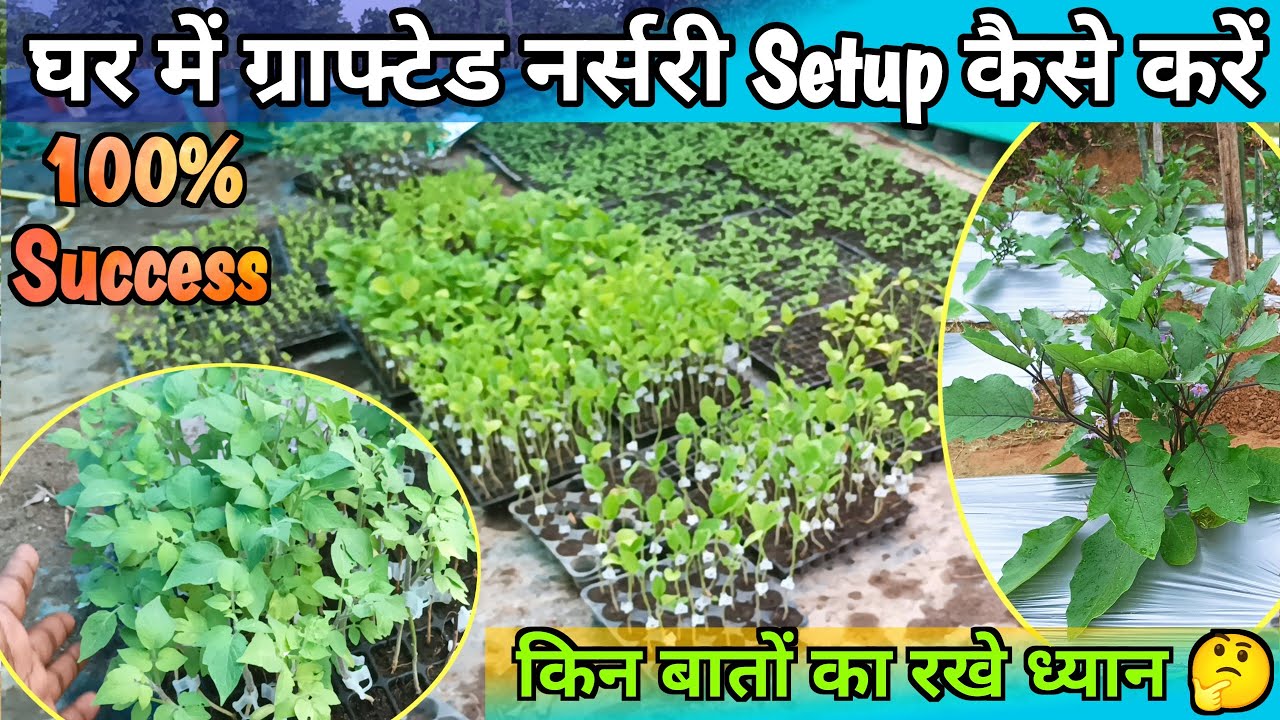 घर में ग्राफ्टेड नर्सरी Setup कैसे करें। Grafted plant nursery important points.