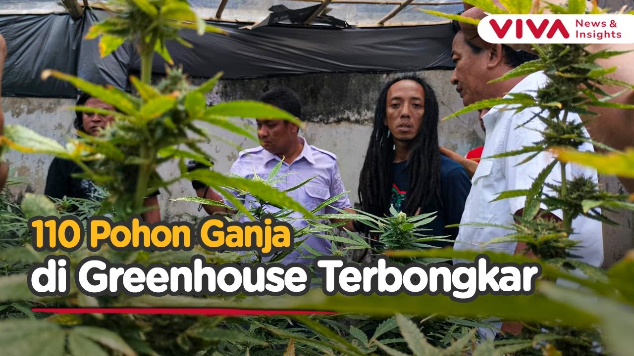 Detik-detik Polisi Gerebek Pabrik Ganja di Rumah Kontrakan