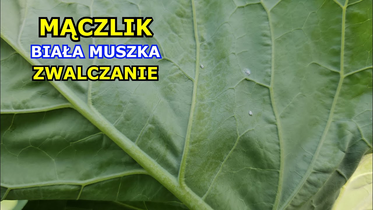 Mączlik atakuje. Biała muszka na Warzywach Kapusta, Kalarepa, Brokuł, Brukiew, Ogórek, Sałata Oprysk